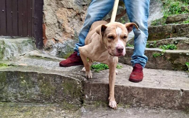 Cobea resgata dois animais agressivos que ameaçavam moradores