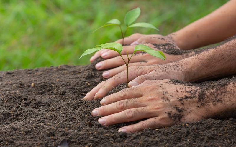 Petrópolis está entre os municípios que receberão plantio de mudas