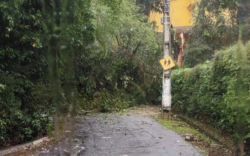 Queda de árvore afeta operação de ônibus  em Petrópolis