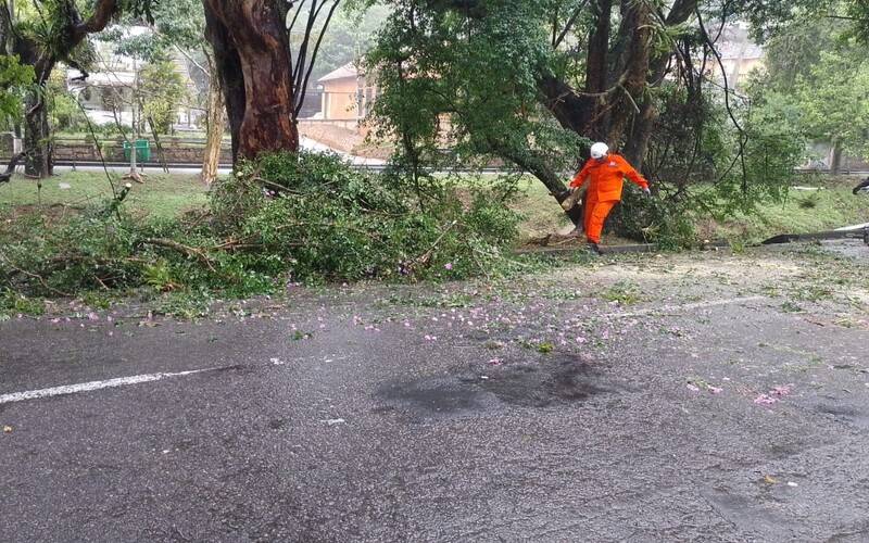 Via liberada após queda de árvore que interrompeu operação de ônibus em Petrópolis 