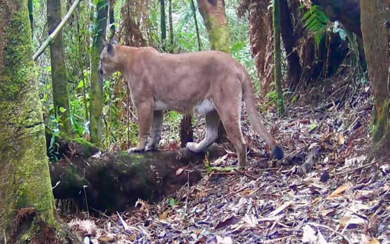 Catetos fogem de onça-parda em flagra no Parque Estadual dos Três Picos