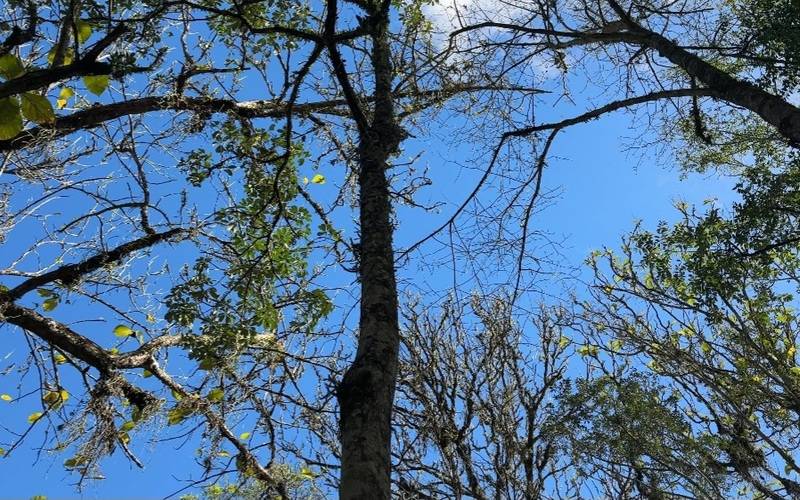 Jardim Botânico do Rio lança a Trilha das Plantas Misteriosas no Dia das Bruxas 