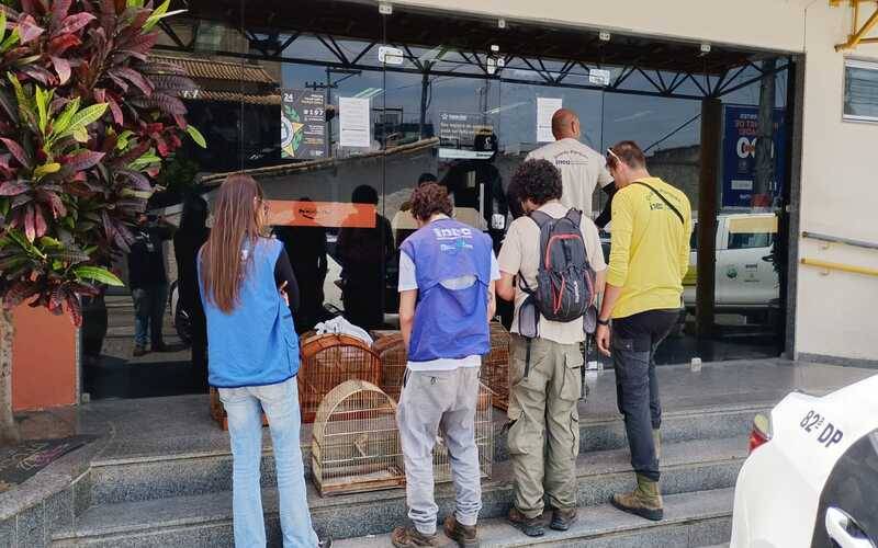 Inea resgata 36 aves silvestres mantidas ilegalmente em cativeiro no município de Mari