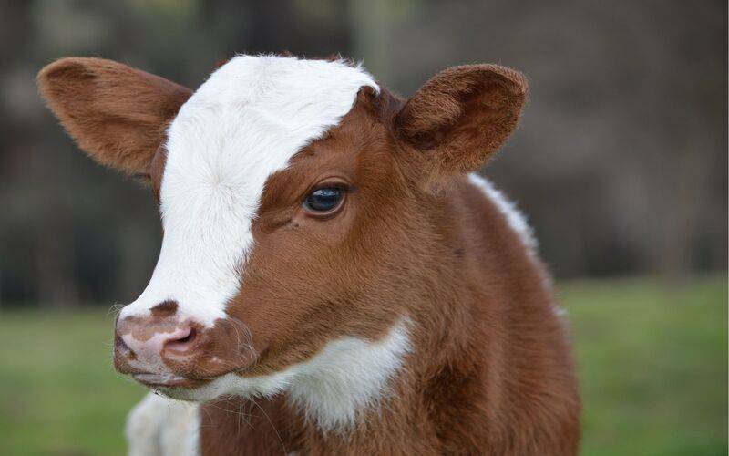 Secretaria de Estado de Agricultura intensifica ações de conscientização sobre a Bruce
