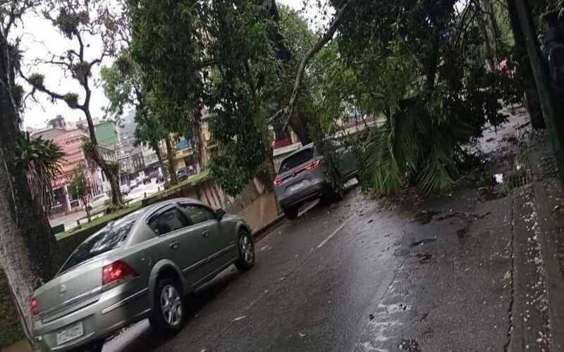 Ônibus: queda de árvore no início da Avenida Barão do Rio Branco gera retenção na cheg