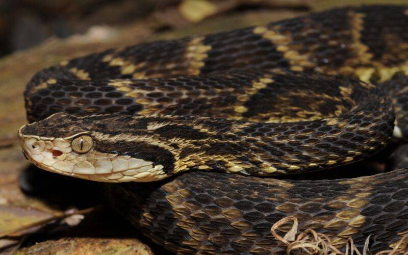 Petrópolis registra 303 acidentes com animais peçonhentos em 2025