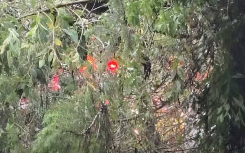 Árvore caída interdita totalmente a BR-495