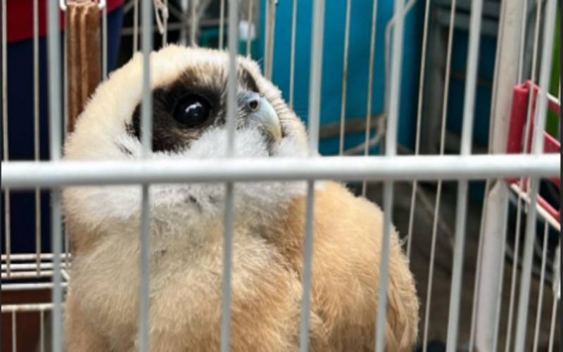 Coruja da espécie Murucututu é resgatada com sucesso em Bento Ribeiro
