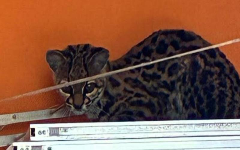 Inea resgata gato-maracajá em uma residência, em Campos dos Goytacazes