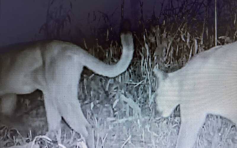 Trio de onças-pardas é flagrado em unidade de conservação estadual