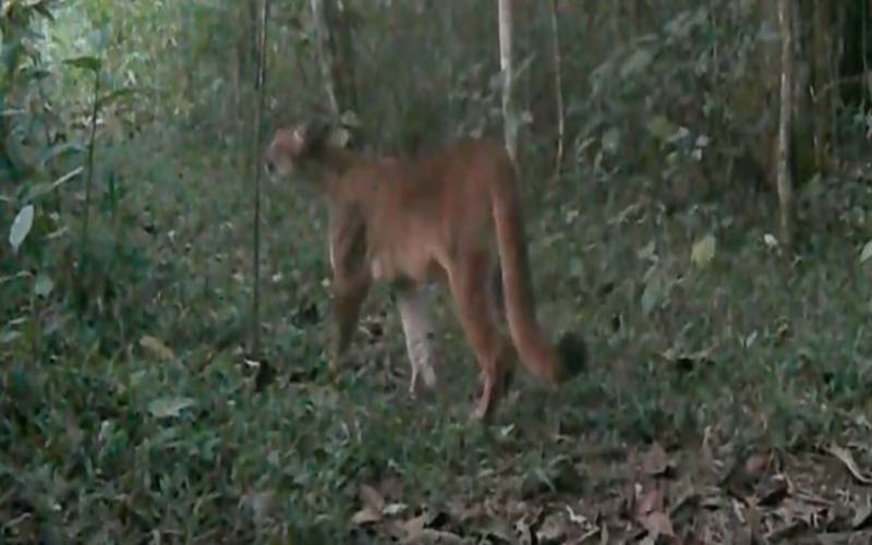 Mamãe onça-parda e seus dois filhotes são avistados na Rebio Araras do Inea