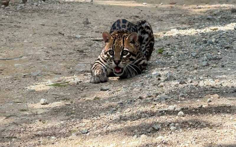 Jaguatirica é avistada durante ronda em Unidade de Conservação do Estado em Petrópolis