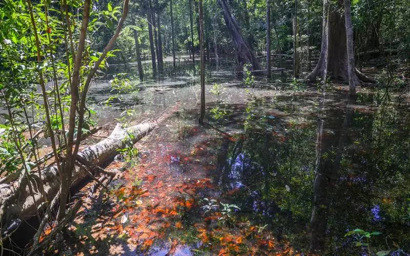 Dinossauros viveram na Amazônia, descobrem pesquisadores de Roraima