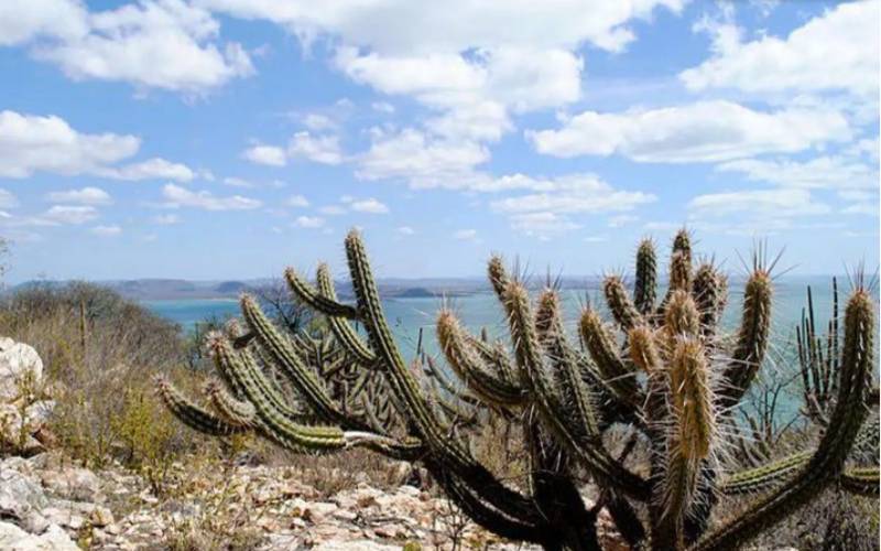 Bancos de desenvolvimento brasileiros reúnem R$ 100 milhões para preservar a Caatinga