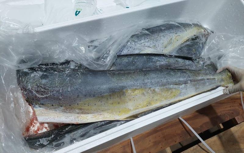 Receita Federal e IBAMA apreendem pescado resultado de pesca em local proibido no Term