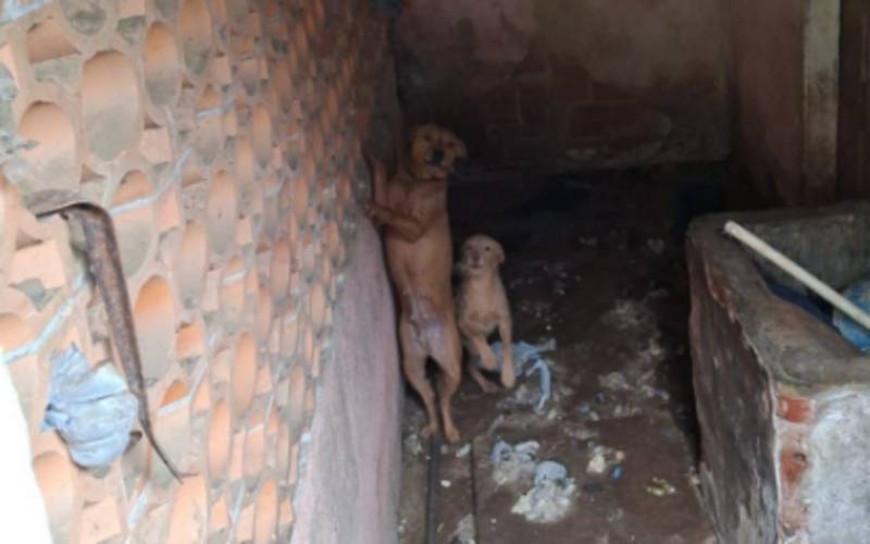 Mulher é presa em flagrante por maus-tratos a animais