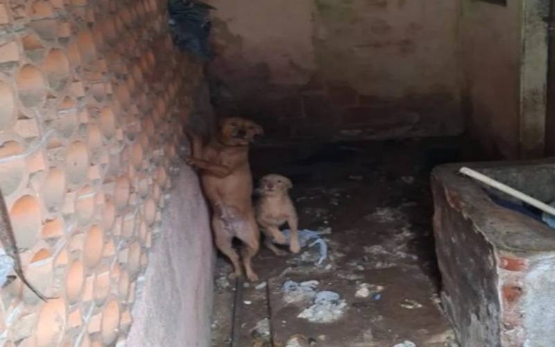 Mulher é presa por maltratar cadela na Estrada da Saudade