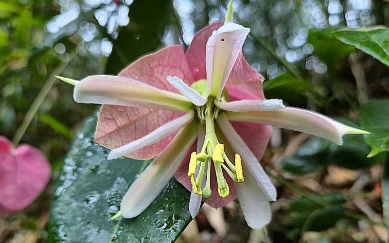 Rara espécie de Passiflora é encontrada no Parque Estadual dos Três Picos