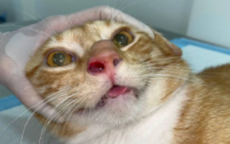 Esporotricose em SP: casos confirmados superam 1,7 mil em humanos no último ano, alert