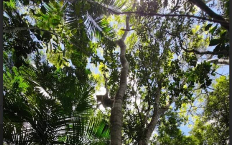 Rio abriga espécie rara com mais de 80 anos no Parque Estadual da Serra da Concórdia