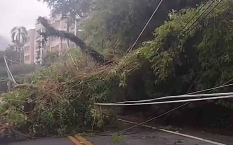 Queda de árvore interdita a Estrada União e Indústria: ônibus com itinerário desviado 