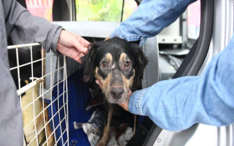 563 denúncias de maus-tratos aos animais foram registradas em Petrópolis