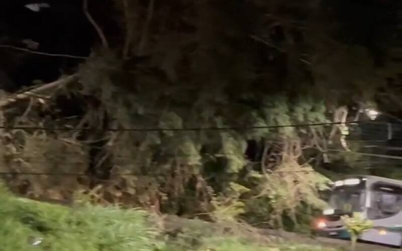 Bataillard: queda de árvore interdita rua