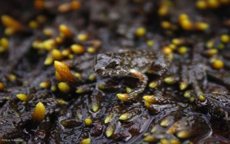 Anfíbio ameaçado de extinção é registrado pela primeira vez no Monumento Natural Estad