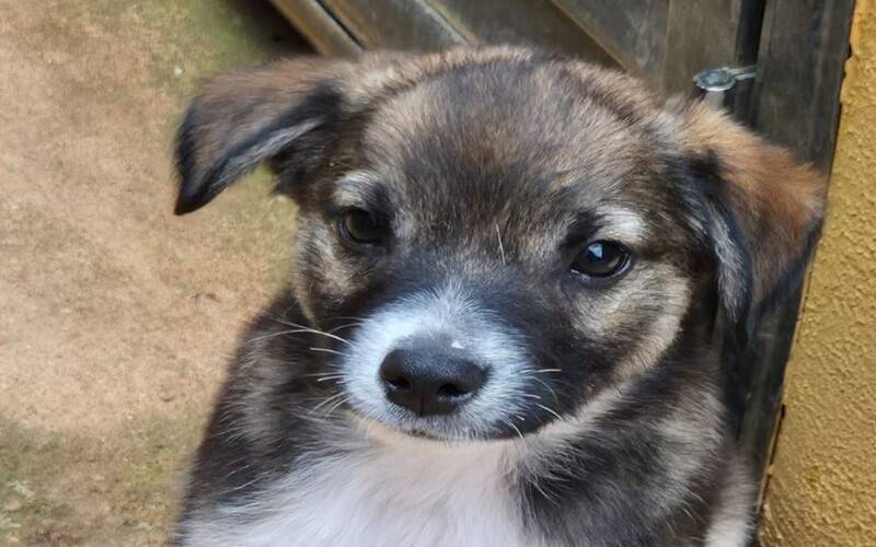 Campanha “Pix Day Gapa” arrecada ajuda para animais resgatados