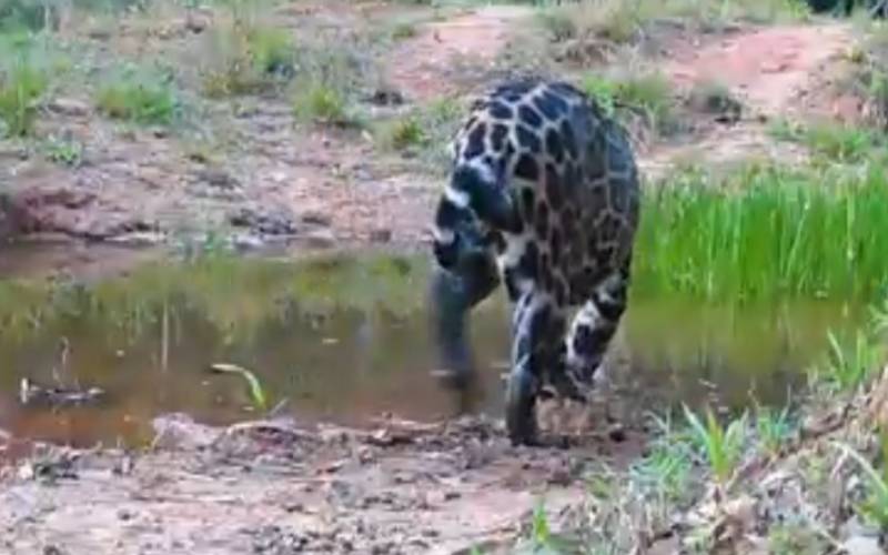 Novos registros da onça-pintada no RJ mostram o felino se refrescando em rio