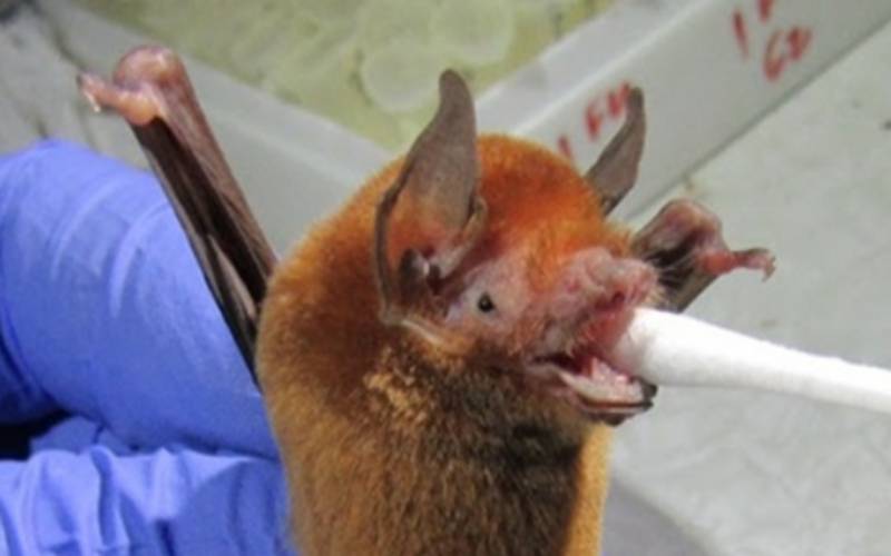 Estudo em morcegos brasileiros identificou novo subgênero de coronavírus