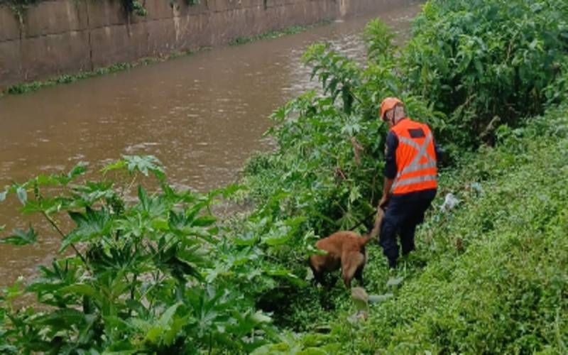 Cão da Guarda Civil auxilia nas buscas por desaparecido após chuva 