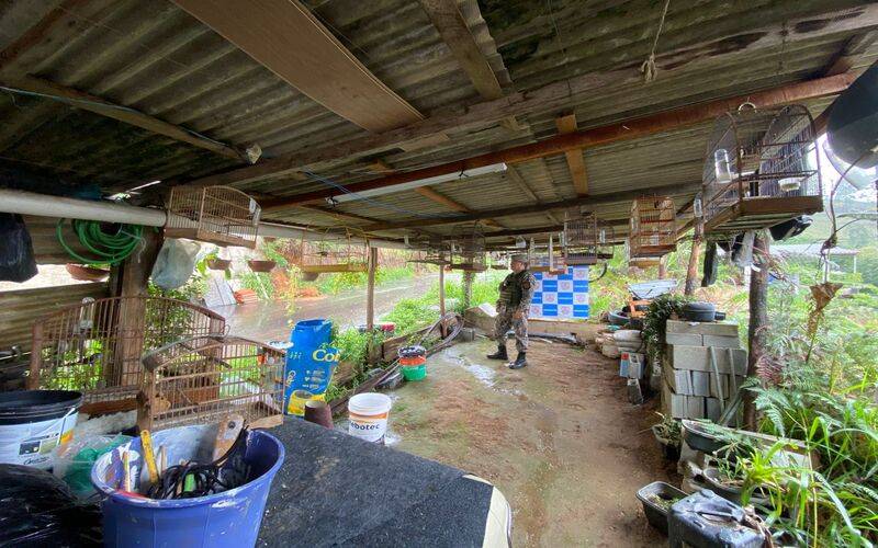 Denúncia feita ao Linha Verde ajuda polícia na apreensão de 20 pássaros silvestres de 
