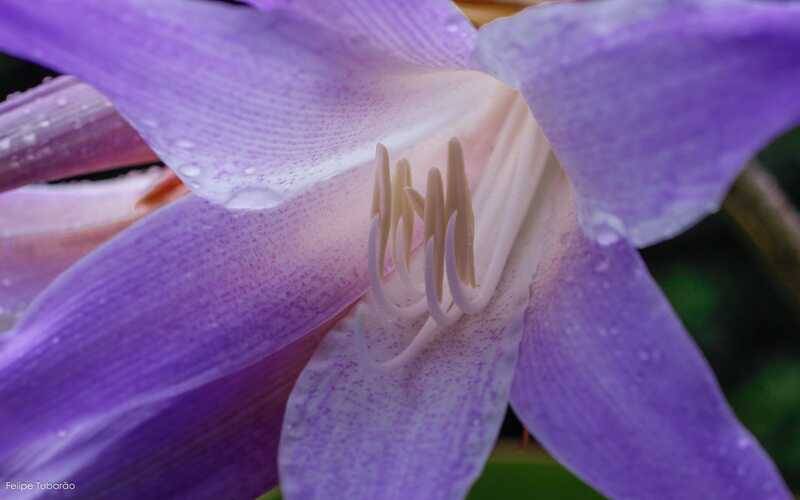 Flora endêmica e ameaçada de extinção que habita o Mona Serra da Maria Comprida do Ine