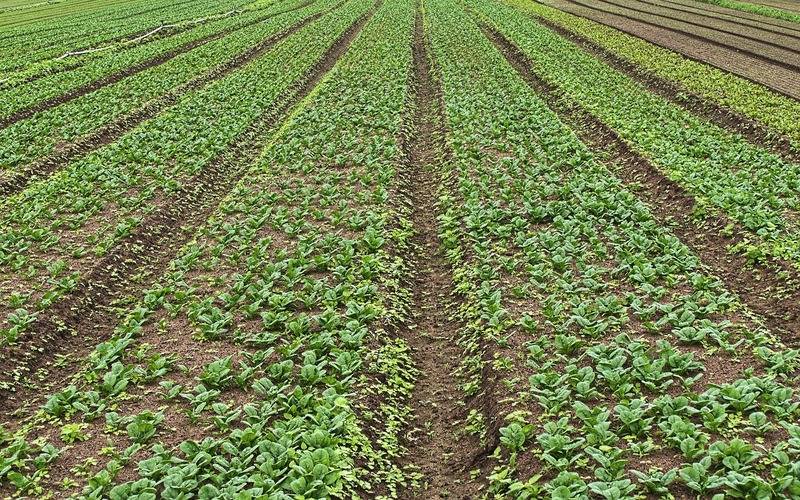 Chuvas na primeira quinzena de dezembro favorecem desenvolvimento das culturas de prim