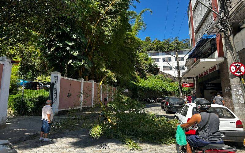 Queda de planta deixa rua do Centro sem energia