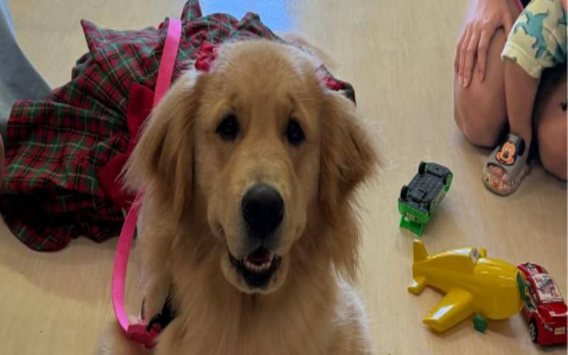 Cão terapeuta transforma a rotina das crianças na pediatria do HAC