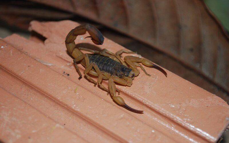 Acidentes com animais peçonhentos podem aumentar no calor