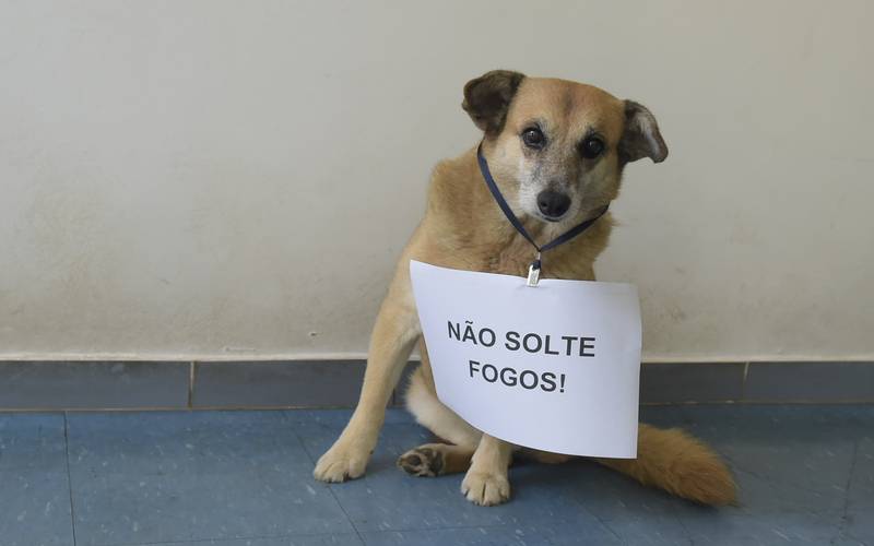 Em vigor desde 2020, lei contra fogos de artifício é ignorada na cidade