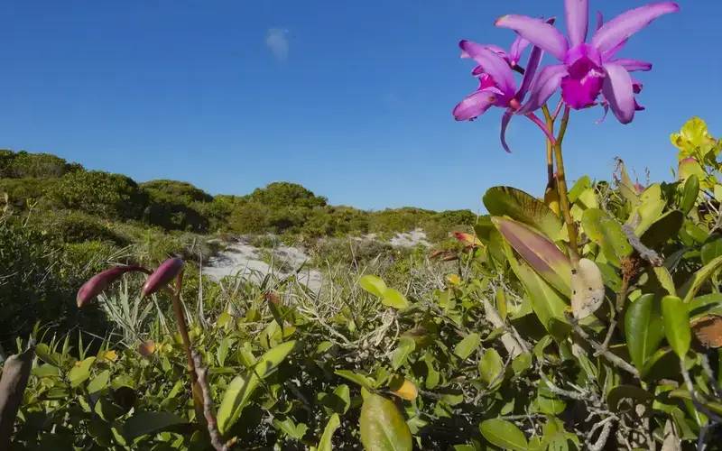 Inpe confirma redução de desmatamento na maioria dos biomas em 2024
