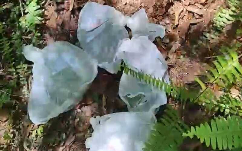 Apreensão da PM no Valparaíso: prejuízo de cerca de R$ 20 mil ao tráfico de drogas 