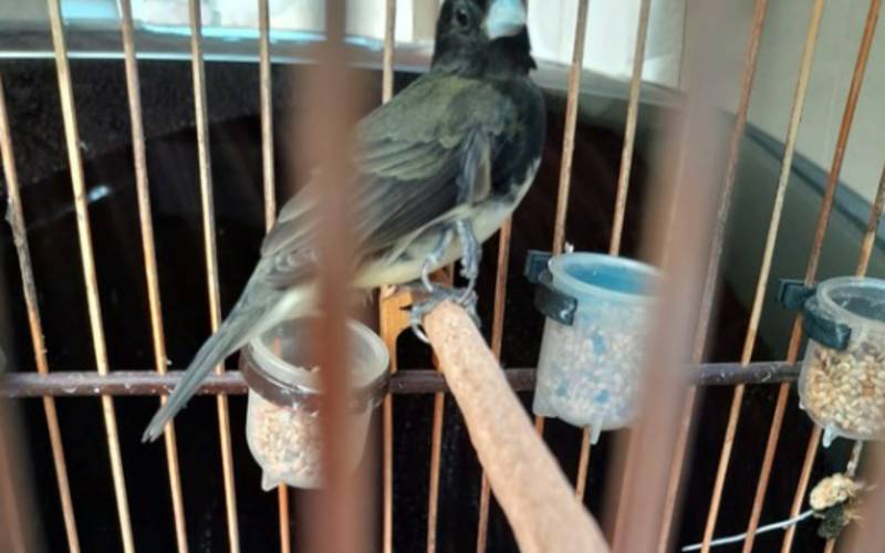 PF prende falsificador de anilhas para pássaros silvestres no Rio de Janeiro