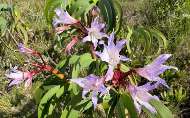 Inea resgata 9 exemplares de planta rara extraída ilegalmente em Petrópolis