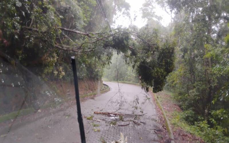 Queda de árvore no Rocio impede operação de ônibus por oito quilômetros