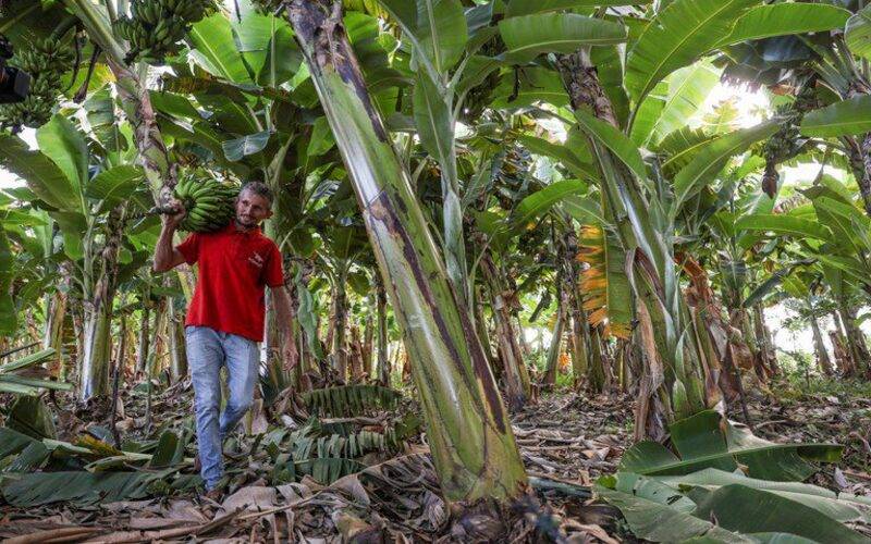 Mais de 440 mil produtores rurais regularizaram suas dívidas pelo Desenrola Rural