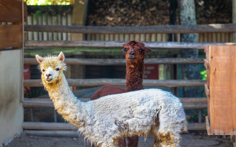 Alpacas do BioParque do Rio ganham nomes escolhidos pelo público