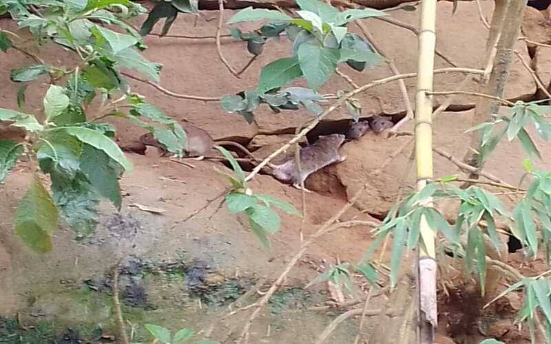 Infestação de ratos assusta moradores no Bingen e Caxambu