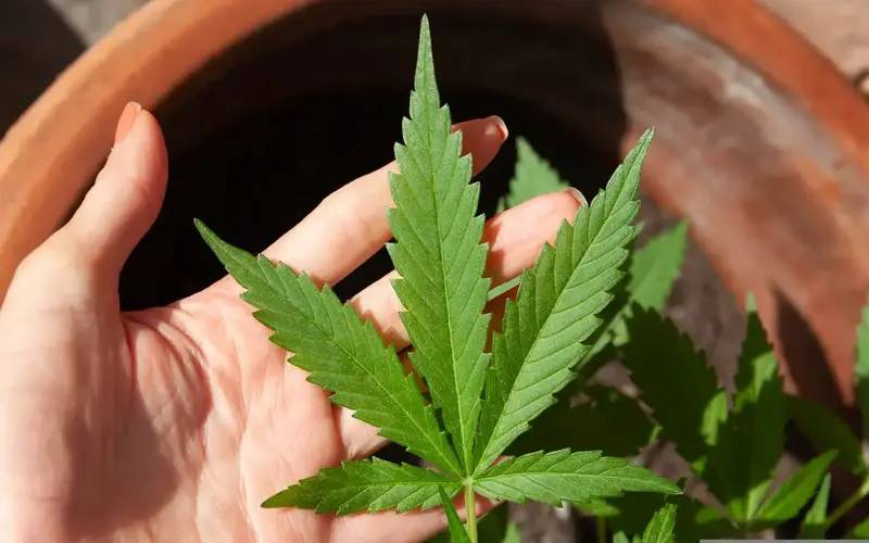 Anvisa discute nesta quarta regras para a produção de cannabis no país