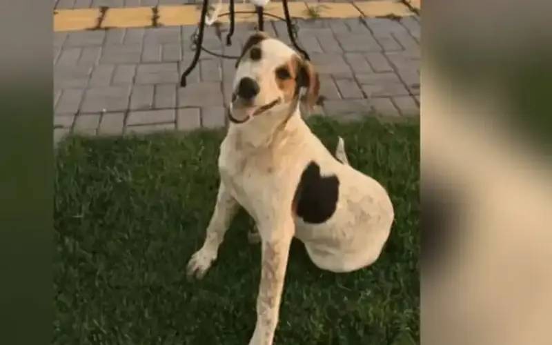 Cachorro comunitário Abacate é morto por um tiro no Paraná