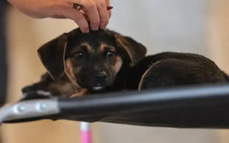 Convívio com animais e ações educativas ensinam a combater violência